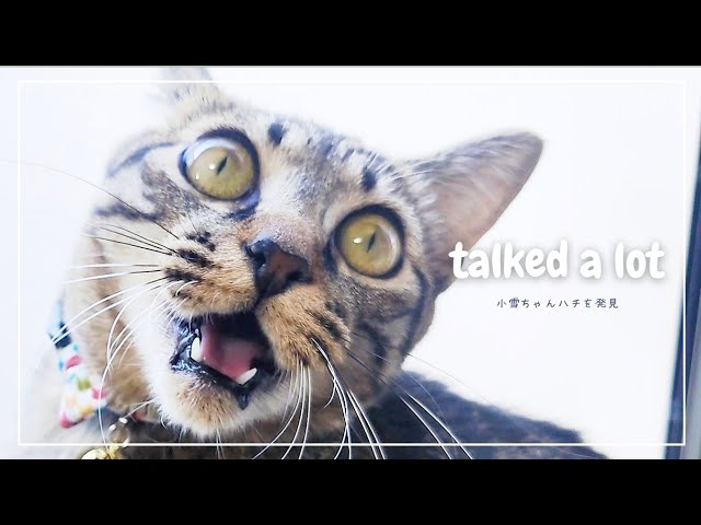 キジトラ猫の小雪ちゃんがたくさんおしゃべりした日【The day