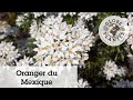 Oranger du mexique white dazzler  2 floraisons par an