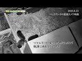 【東山動植物園公式】赤ちゃんが生まれて、順調に成長しています！《 マヌルネコ 》