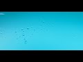 #fairyliberationfront water droplets 8-25-25 11:49 am