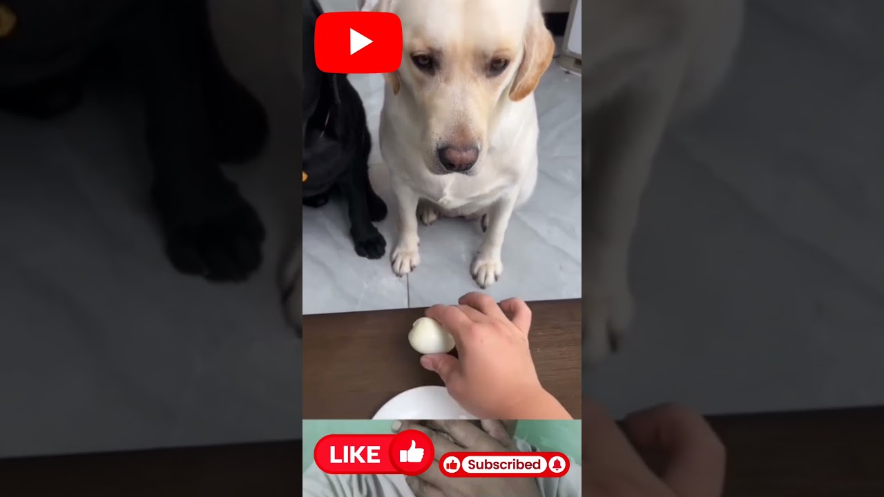Clever dog: 🐶😡 ‘You steal MY egg? That’s INJUSTICE!’ 🥚⚡” 