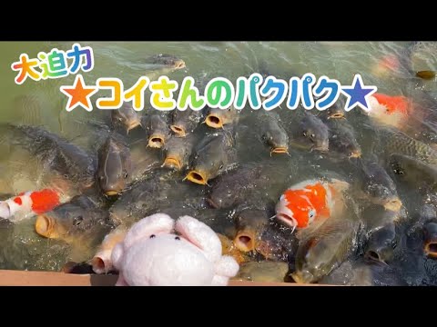 ★ASMR★コイさんにごはんをあげるよ〜！