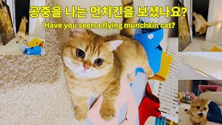 날아라 먼치킨! 공중부양이 특기인 먼치킨 고양이와 놀아 주기 그리고 집사의 최후 Fly Munchkin! Play with a flying munchkin cat
