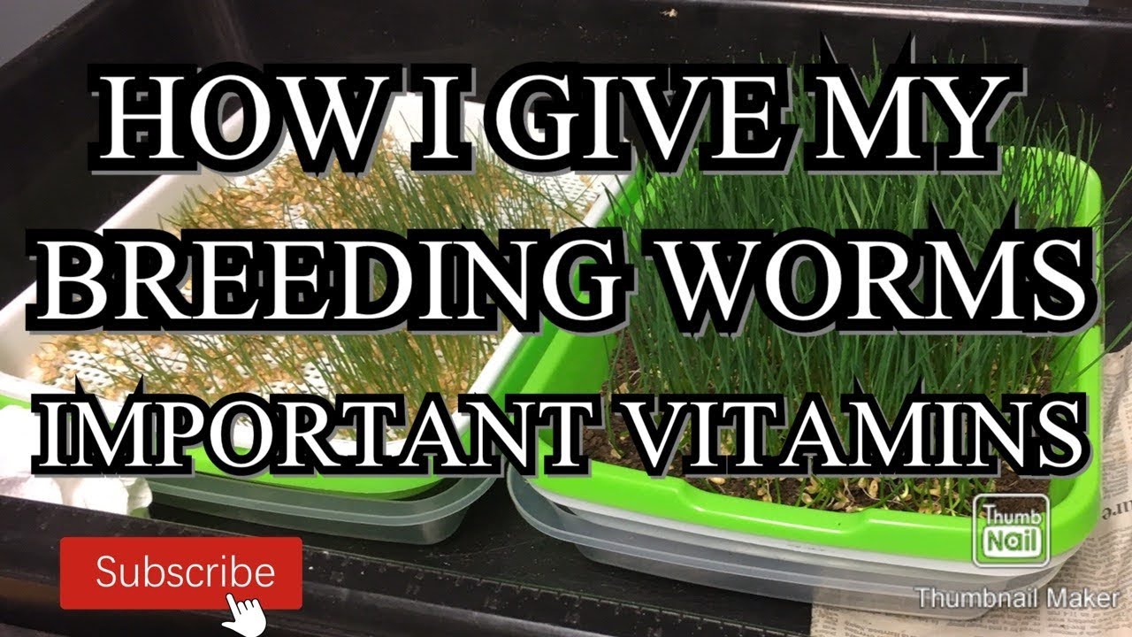 How I give my breeding worms the best vitamins. compostingworms YouTube