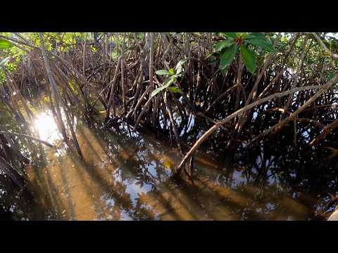 Coastal Mangroves of The Gambia