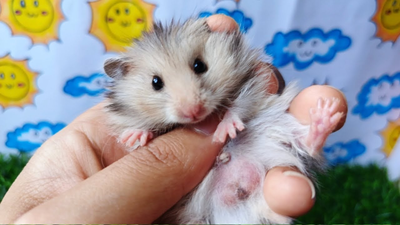 Syrian hamsters love to eat sunflower seeds instead of vegetables yumm