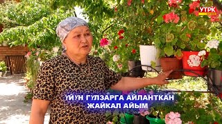 картинка: ҮЙҮН ГҮЛЗАРГА АЙЛАНТКАН ЖАЙКАЛ АЙЫМ