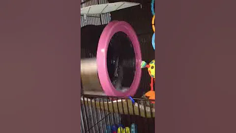 Sugar glider in Raptor wheel part 2