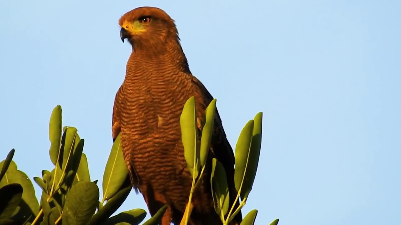 Hawk in expectation, Savanna Hawk, Heterospizias meridionalis, Natural