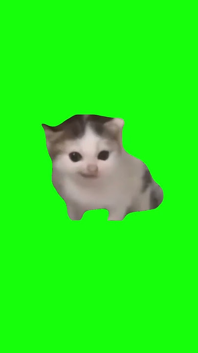 German Cat | Green Screen #cat #catmeme #german #germany #painter #kitten #meme #memes #fyp