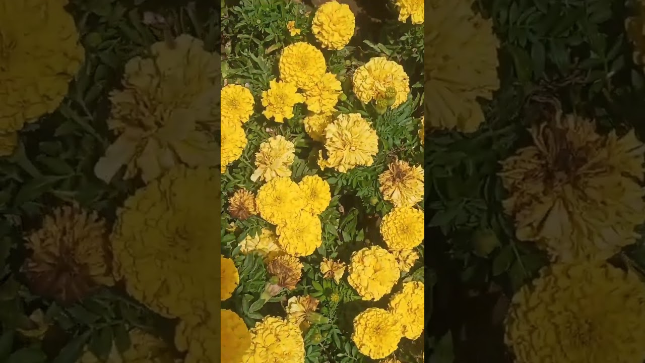 Fleurs jaunes 💛🌻💚🌻💛