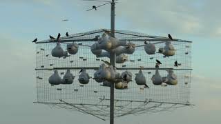 Gobblers Knob-Purple Martins Fledging July 19 2020