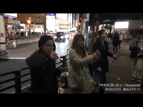 アネモネと蒼い鳥／ShanpleaN　金山ストリート　2014/12/15　①
