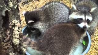 Whats in the pan?! Baby raccoons investigate sugar snap peas.