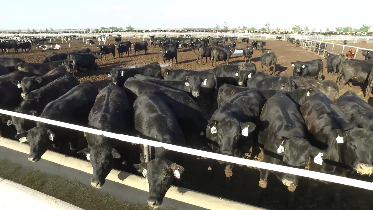 feeders grain Angus VNR: Good genes? Maximize them