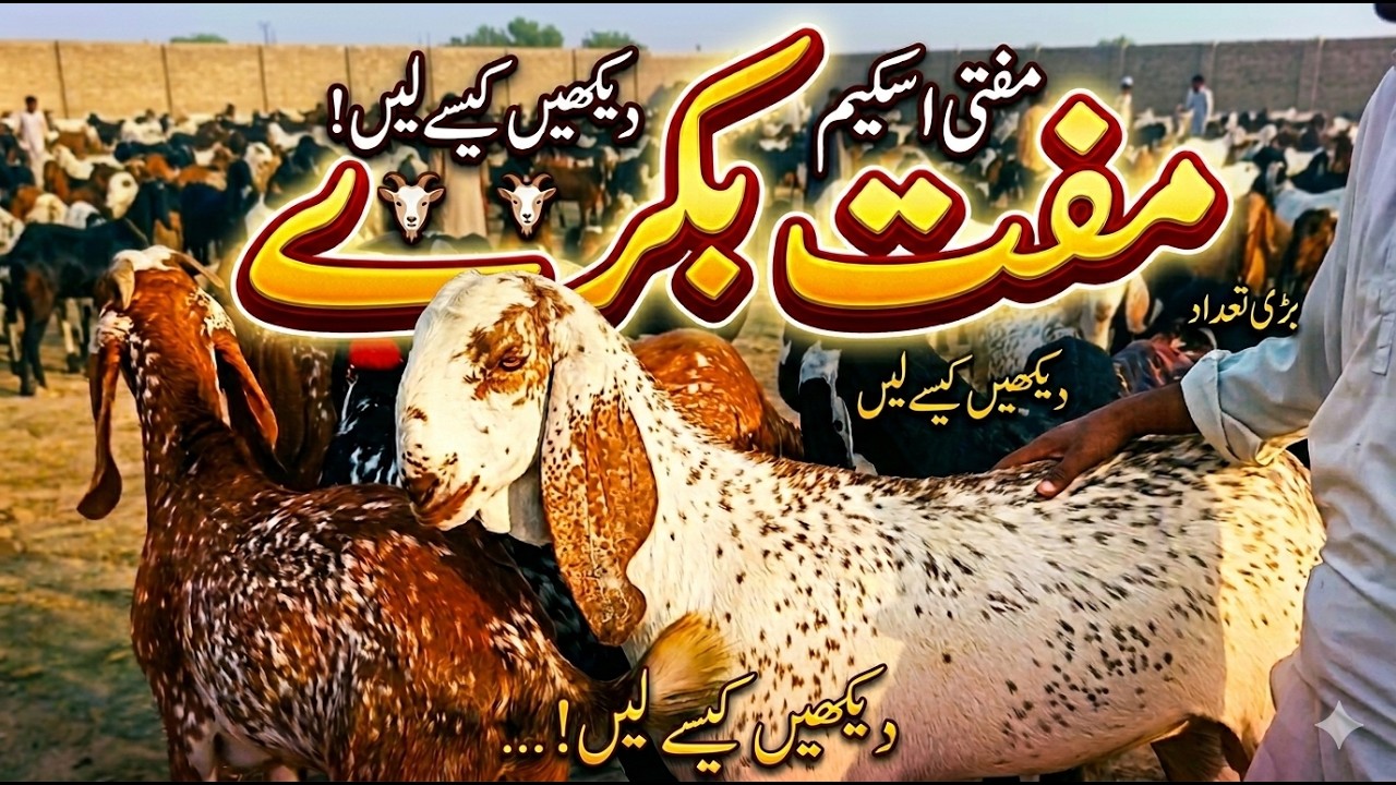 Biggest Bakray Rates Idea 2026 | Qurbani 2026 | Bakra Mandi Update ...