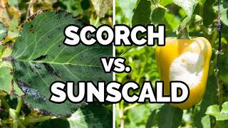 Plant Sunburn vs. Leaf Scorch: The Ultimate Diagnosis Guide