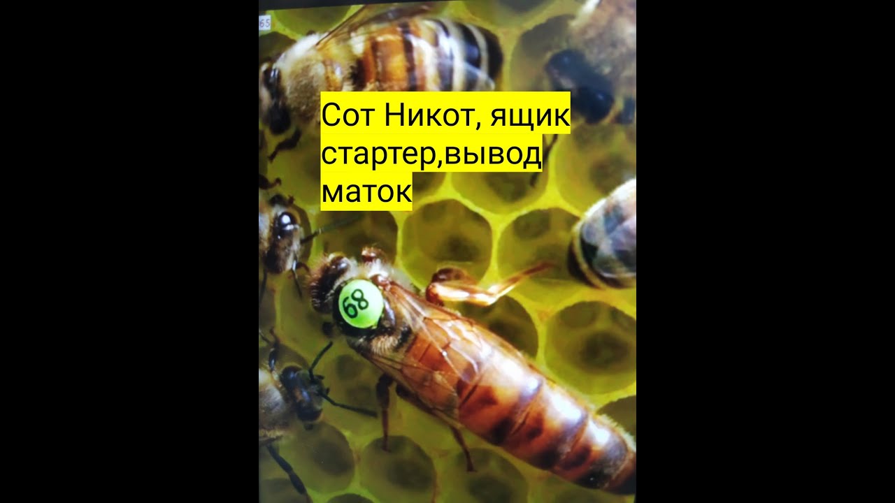 Стартер для вывода маток видео
