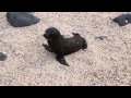 Galapagos Islands Sea Lions