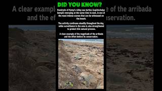 Massive Sea Turtle Arribada Captured on Beach 🐢 Thousands Nest Together