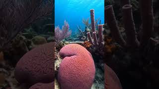 From DARKNESS to CORAL PARADISE in 3 Seconds! (UNREAL)