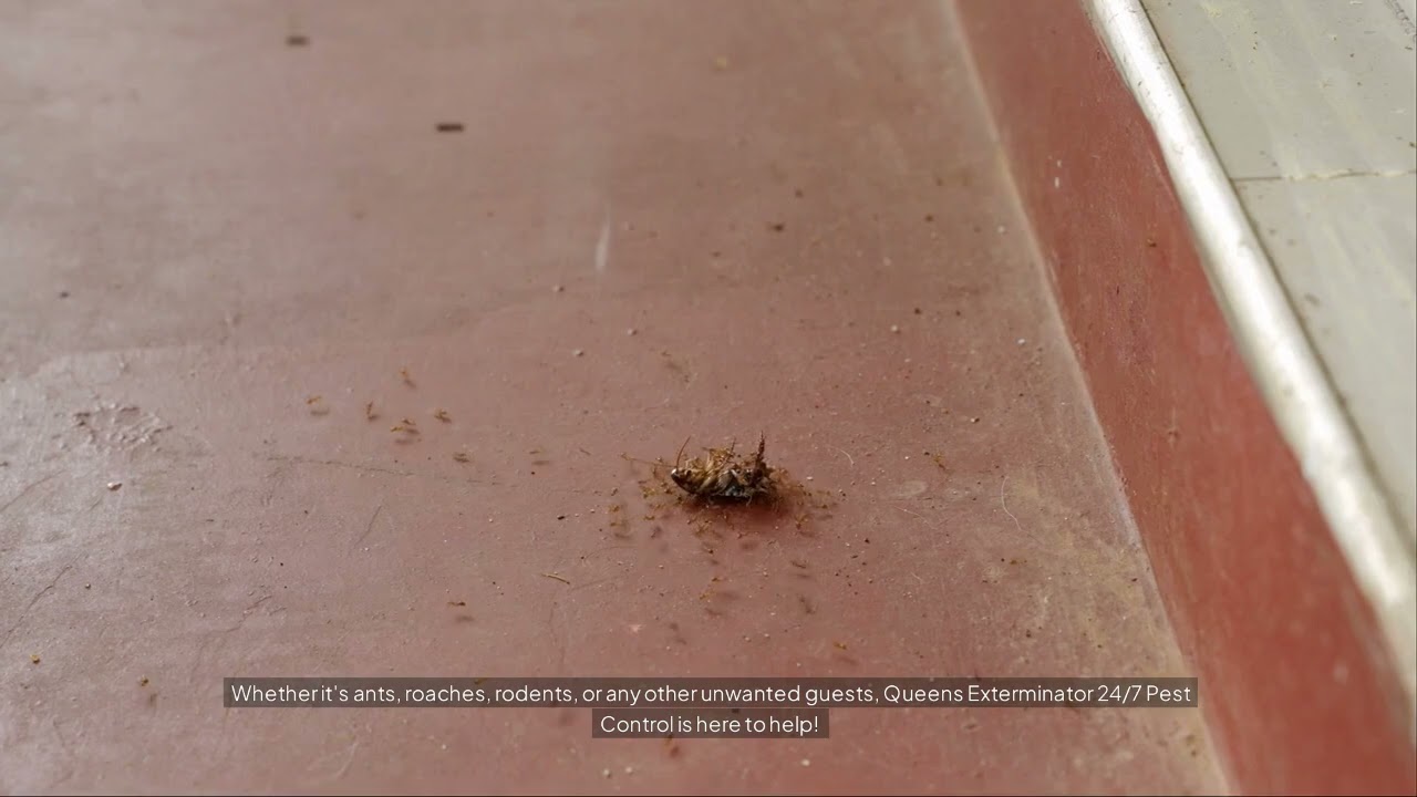 Pest Control | Queens Exterminator 24/7 Pest Control