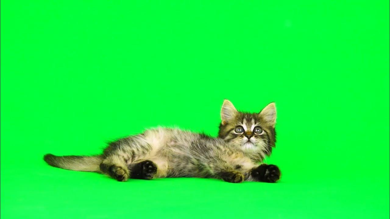Фото кошки на зеленом фоне КОТИК ЛЕЖИТ на ПОЛУ и ИГРАЕТ ФУТАЖ / CAT GREEN SCREEN - YouTube