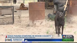 Dogs Found Starving In Wood County After Owner Goes Into Hospital