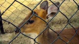 Cute Fawn In Isalamabad Zoo.AVI