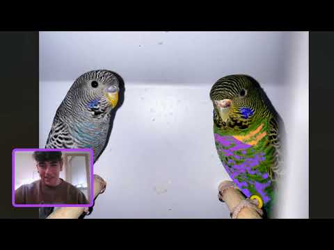 LOS PERIQUITOS MÁS RAROS DEL MUNDO VOLUMEN 1 periquitos fénix - YouTube