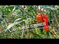 Ají y Plantas: El proyecto que transformó a una comunidad - TvAgro por Juan Gonzalo Angel