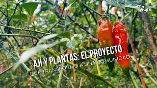 Ají y Plantas: El proyecto que transformó a una comunidad - TvAgro por Juan Gonzalo Angel