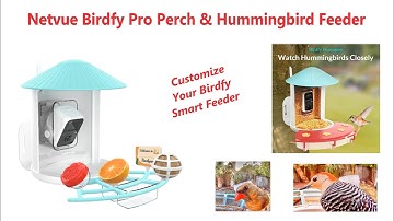 Netvue Birdfy Pro Perch Extension and Hummingbird Feeder Review