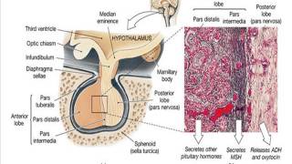 ap2 digestive endocrine exam review