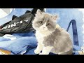 Cat TV 猫が喜ぶ映像 #Cat #Kitten #Cats #猫咪 #貓