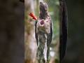 مرعب احذر طائر البوتو المتخفي Wonders Nature Mystery Wild Animals Oddities Shorts 