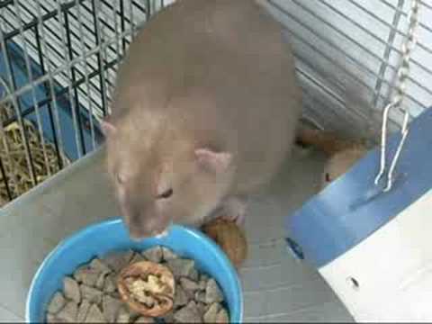 Chester en Carlos