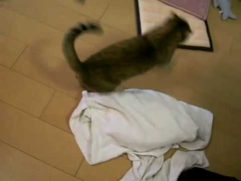 アクティブなマギにゃん