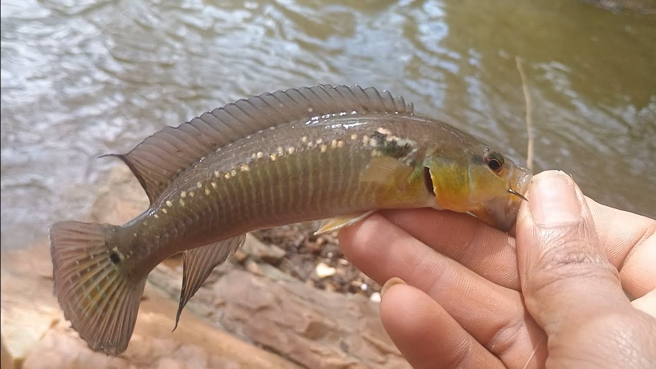 Pescaria maravilhosa no rio descoberto 