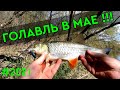 ГОЛАВЛЬ И ЖЕРЕХ  НА СПИННИНГ В МАЕ !!! ZipBaits Rigge 35. ZipBaits Rigge 56 S-Line.  #голавль