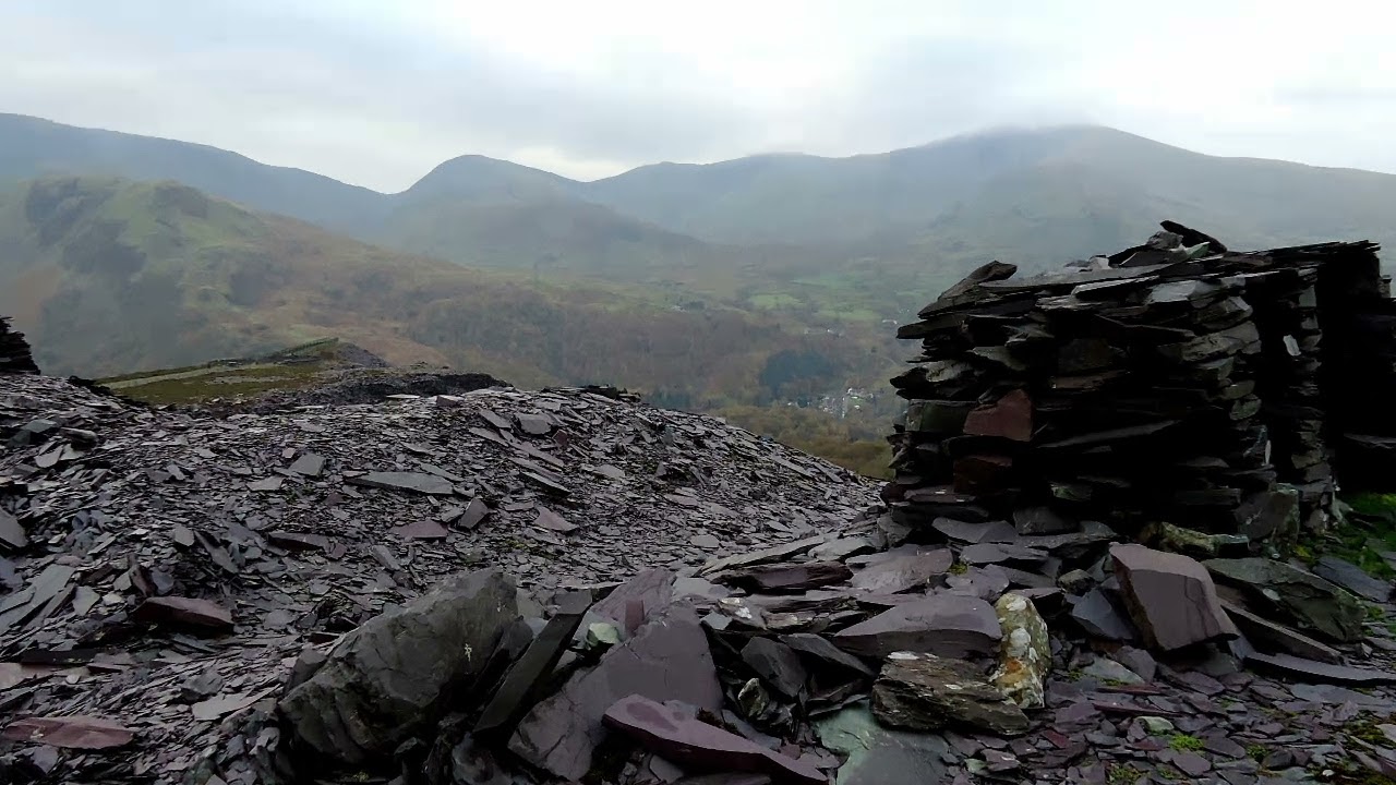 Gecko farming in North Wales