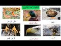 التكيف عند الطيور علوم الصف الثالث فهيمة ربيع