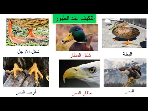 التكيف عند الطيور علوم الصف الثالث فهيمة ربيع