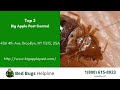 Top 3 Bed Bug Removal in Brooklyn Center