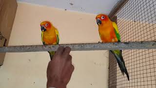 sunconure. screenshot 5