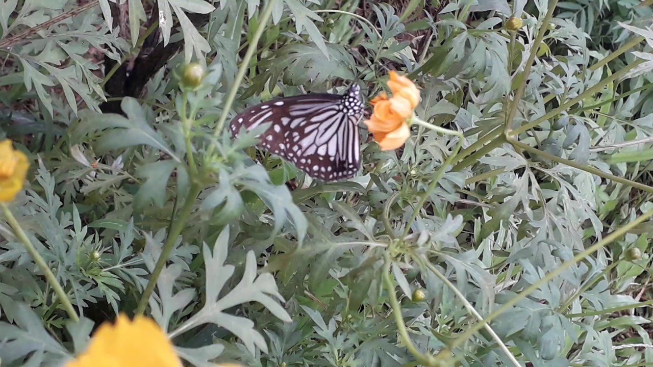 Common wanderer butterfly..@ Sangway homestay potoli village joida Dandeli.