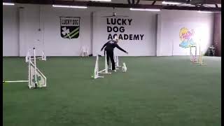 CPE Wildcard Level 1 - Dog Agility Competition - NQ Run