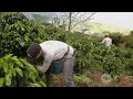 Conozca la enfermedad que afecta a los cultivos de café y sus recomendaciones - La Finca de Hoy