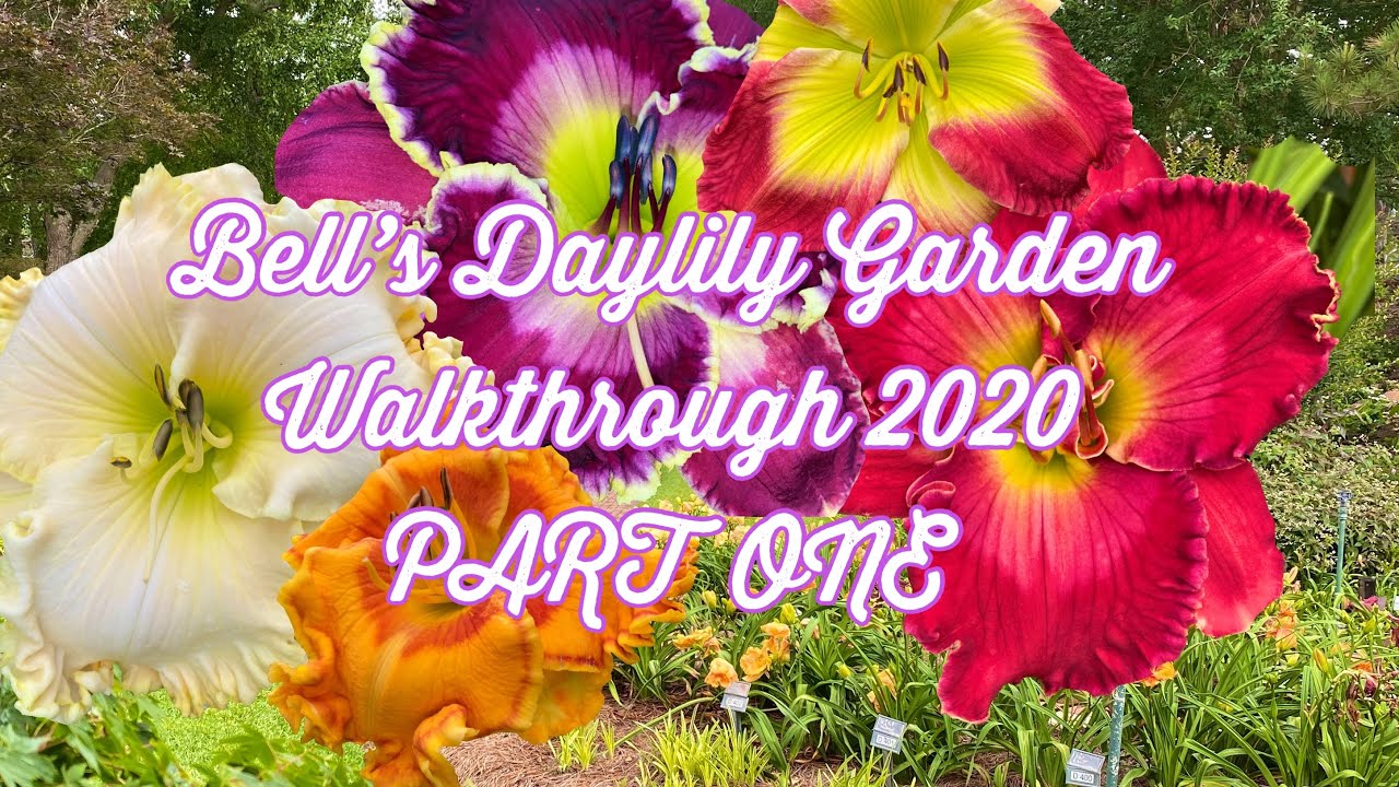 Bell’s Daylily Garden 2020 PART ONE YouTube