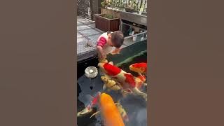 #kolam #ikankoiindonesia #koiindonesia #ikankoi #aquariumfish #ikan #ikanhias